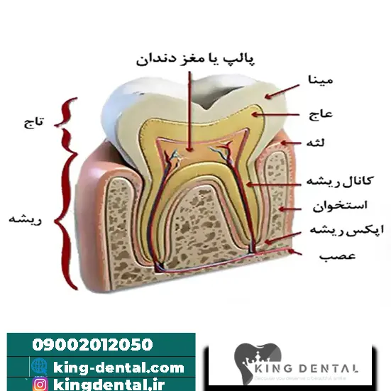 شناخت آناتومی دندان